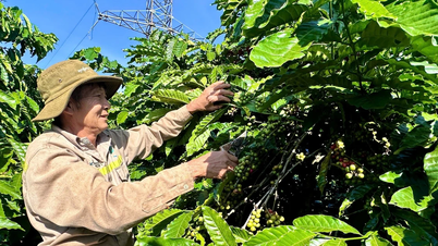 কৃষক সমিতির চেয়ারম্যান নগুয়েন ভ্যান লাম: অর্থনীতিতে ভালো, সমিতির কাজে নিবেদিতপ্রাণ