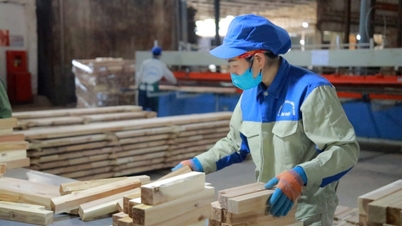 تزدهر الغابات والزراعة في منطقة سونغ هيو بفضل 7000 هكتار من "الذهب الخالص"