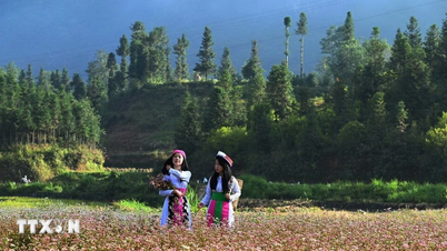 Η εποχή των λουλουδιών ξυπνά βήματα προς τη βορειότερη περιοχή της Πατρίδας