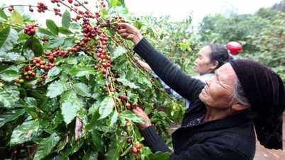 Kahve fiyatı bugün 30 Kasım 2025: Bu hafta karışık dalgalanmalar yaşandı