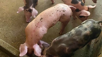 Grisepris i dag 30. november 2025: Fortsetter å øke kraftig denne uken