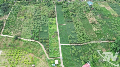 شجرة "التخفيف من حدة الفقر" في فينج آن