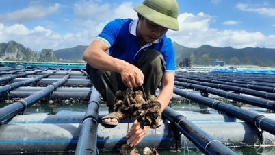 Quang Ninh vidtar kraftfulla åtgärder mot illegala fiskburar för att skydda vattenresurser.