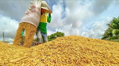 ราคาข้าวสารวันนี้ 30 พ.ย. ข้าวสารสด IR 50404 ปรับขึ้นเล็กน้อย