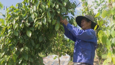 ราคาพริกไทยวันนี้ 30 พ.ย. ปรับขึ้น 1,000 ดอง เป็น 151,000 ดอง/กก.