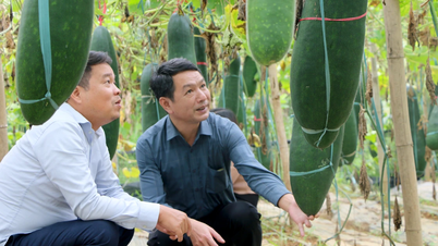 لاو كاي: تطبيق العلم والتكنولوجيا لزراعة صنف القرع الأسود كيو أ رقم 7 بنجاح