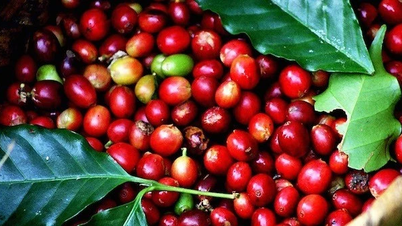 Kaffeprisene økte litt i slutten av november, og svingte mellom 111 300 og 112 300 VND/kg.