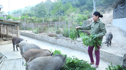 روزی روٹی کے ماڈلز کو متنوع بنائیں، امدادی پالیسیوں کو فوری طور پر نافذ کریں۔