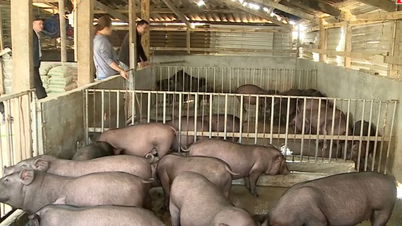 Diversificarea modelelor economice ajută Phong Tho să reducă în mod durabil sărăcia