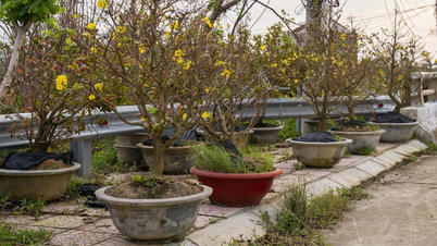 ザライ省のアプリコットの花の栽培者らは「旧正月の休暇を失う」ことを心配している。
