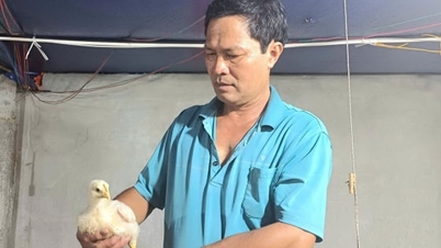 Pembangunan ekonomi berkelanjutan melalui peternakan ayam