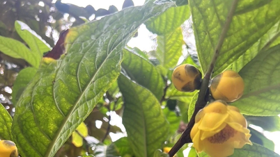 Tumbuhan ubatan membuka jalan keluar daripada kemiskinan bagi etnik minoriti di Phu Tho