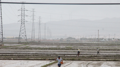 Gia Lai membimbing jadual penanaman tanaman musim sejuk-musim bunga 2025-2026