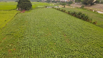 Digitale transformatie in de geneesmiddelenontwikkeling