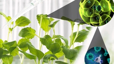 Nanotechnologie - een nieuwe stap voorwaarts in duurzame landbouwproductie