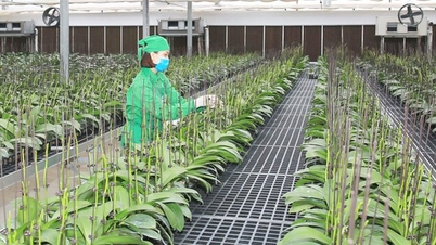 ការអនុវត្តវិទ្យាសាស្ត្រ និងបច្ចេកវិទ្យា និងការគិតបៃតងបើកផ្លូវសម្រាប់កសិកម្មវៀតណាម