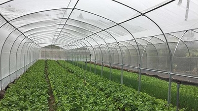 ग्रीनहाउस से डिजिटल कृषि: आधुनिक कृषि उत्पादन के लिए एक खुली दिशा