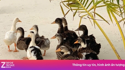 Un complexe hôtelier 5 étoiles organise un concours de noms pour une volée de canards « magnats » échoués sur une île.