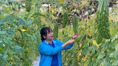 رهبر جوان پیشگام در استارتاپ‌ها