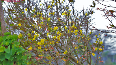 La capital del albaricoque amarillo en la región Central sufrió grandes pérdidas tras doble desastre natural.