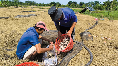 Nấm rơm bán được giá cao