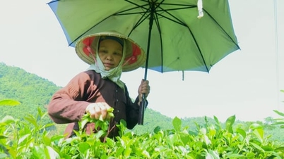 Thai Nguyen possède plus de 8 100 hectares de cultures certifiées VietGAP.