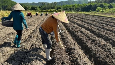 La commune de Quang Duc fournit aux agriculteurs 15 tonnes de semences de pommes de terre atlantiques pour les plantations d'hiver.