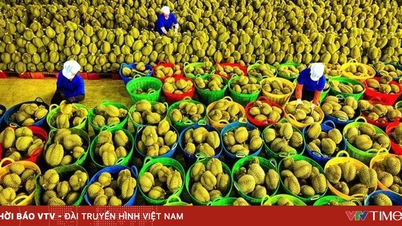 वियतनामी फलों और सब्जियों का लक्ष्य 2025 तक 8 बिलियन अमरीकी डॉलर से अधिक का रिकॉर्ड बनाना है