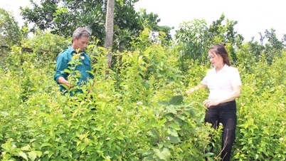 Diversifying livelihoods, growing and processing medicinal herbs helps people escape poverty
