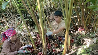 숲 아래에서 약초를 재배하면 라이차우족의 소득이 늘어나고 지속 가능한 방식으로 빈곤을 없앨 수 있습니다.