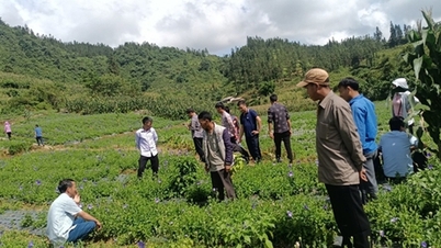 លើកកម្ពស់ការយល់ដឹងអំពីការដាំដំណាំ ការប្រមូលផល និងការអភិរក្សរុក្ខជាតិឱសថឱ្យបានត្រឹមត្រូវ