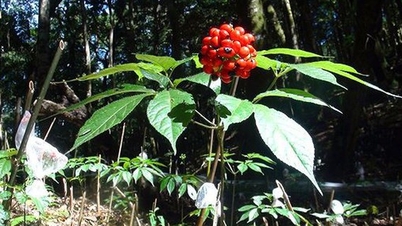 ঔষধি ভেষজ থেকে ধনী হওয়ার জন্য পার্বত্য অঞ্চলের বাসিন্দারা কষ্ট কাটিয়ে ওঠেন