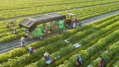 الابتكار في الزراعة الرقمية