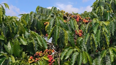 Coffee price today December 1, 2025: Sideways in the first session of the week