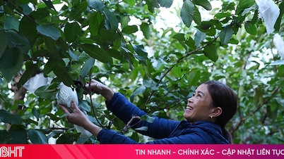 Muchos nuevos modelos económicos generan impulso de desarrollo en Thach Xuan