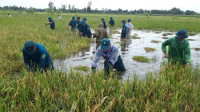 Партийная работа, политическая работа – основа мощи вооружённых сил провинции Камау.