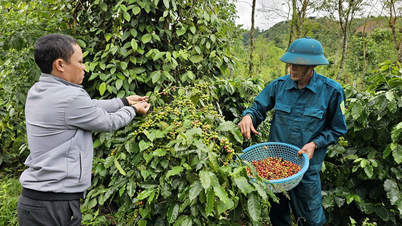 THA1 - ແນວພັນກາເຟທີ່ໂດດເດັ່ນ