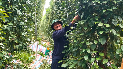 Meningkatkan nilai produk lada melalui produksi organik