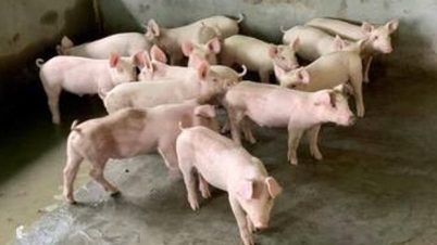 Preço do porco hoje, 1º de dezembro de 2025: Continua a subir, atingindo um novo marco.