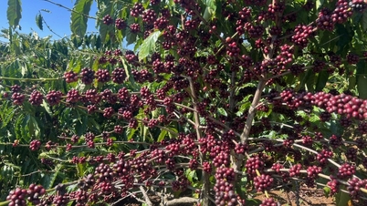 Dupla vantagem de um modelo de cultivo de café com baixas emissões