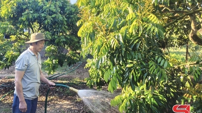 Chieng Khoong의 조기 숙성 용안 재배 지역