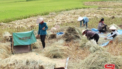 Riz gluant et parfumé de Muong Lan