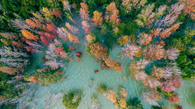 Encantadora temporada de cambio de hojas en el oeste de Quang Tri