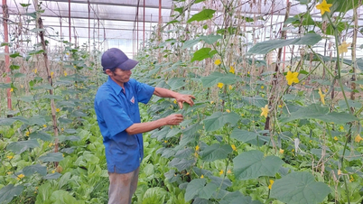 HTX Nông nghiệp-Dịch vụ An Phú Thịnh mở hướng phát triển vùng rau quả công nghệ cao