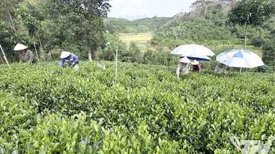 وسائل کی حمایت کریں، ین ٹریچ چائے کے درختوں کی قدر میں اضافہ کریں۔