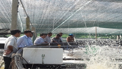 Програма розвитку ключових сільськогосподарських продуктів провінції Камау на період 2026–2030 років