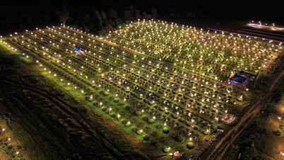 หลังพายุและน้ำท่วม หมู่บ้านดอกเบญจมาศในช่วงเทศกาลตรุษจีนที่เมืองจาลาย หวังว่าจะไม่มีไฟฟ้าดับ เพื่อช่วยต้นไม้เหล่านี้ไว้