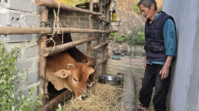 การหลุดพ้นจากความยากจนในวัยชราโดยสมัครใจ