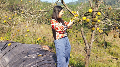 Lang Son effectively promotes livelihood models, creating a solid shift in poverty reduction work.