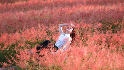 モクチャウ高原の真ん中にある、韓国映画に出てくるようなピンク色の草の丘